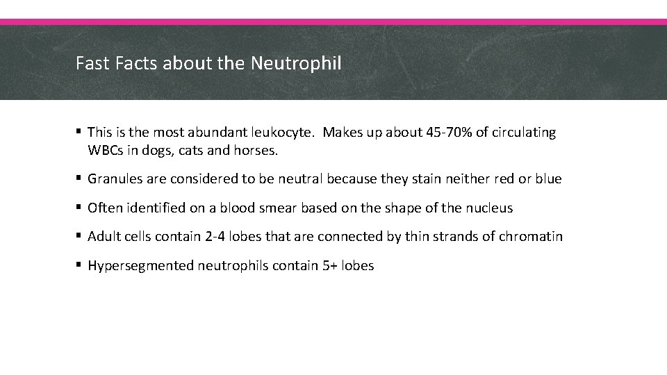 Fast Facts about the Neutrophil § This is the most abundant leukocyte. Makes up