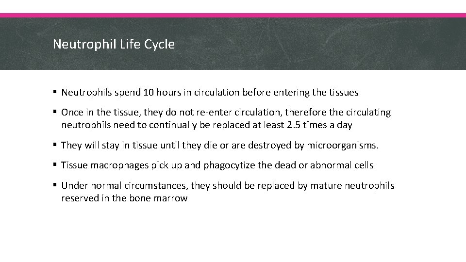 Neutrophil Life Cycle § Neutrophils spend 10 hours in circulation before entering the tissues