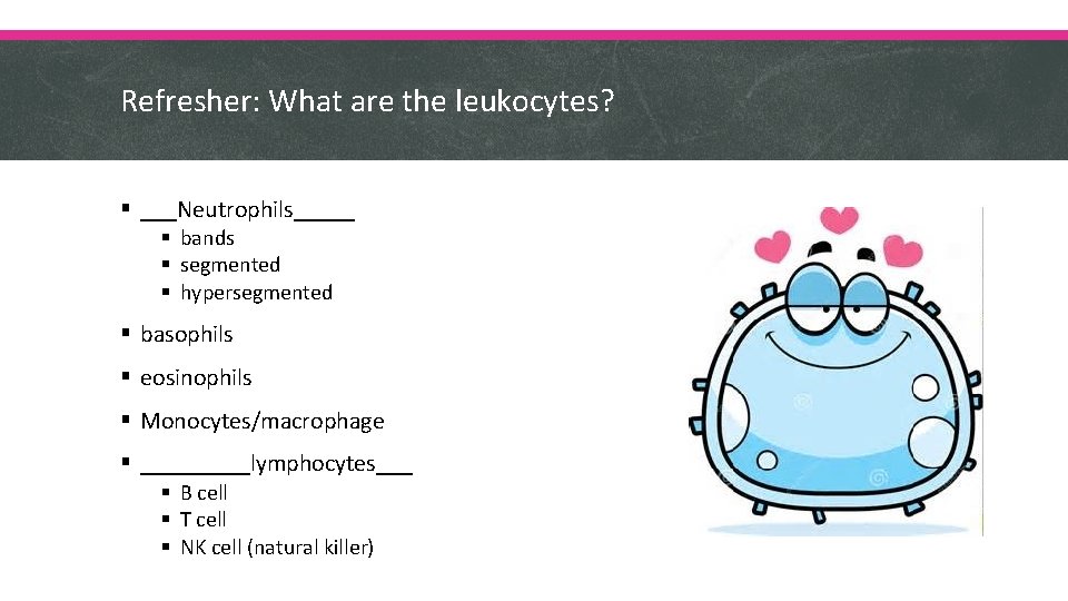 Refresher: What are the leukocytes? § ___Neutrophils_____ § bands § segmented § hypersegmented §