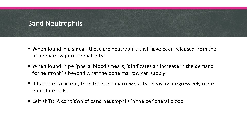 Band Neutrophils § When found in a smear, these are neutrophils that have been