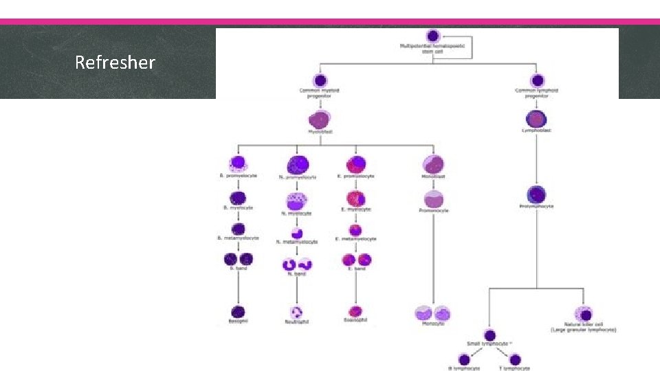 Refresher 