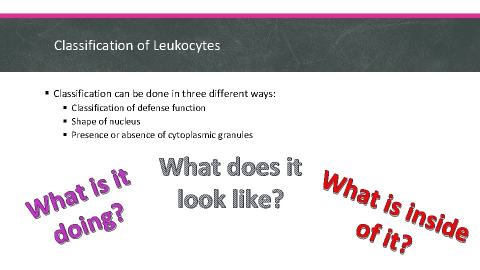 Classification of Leukocytes § Classification can be done in three different ways: § Classification