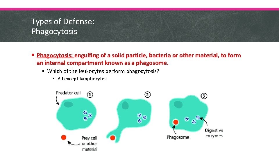 Types of Defense: Phagocytosis § Phagocytosis: engulfing of a solid particle, bacteria or other