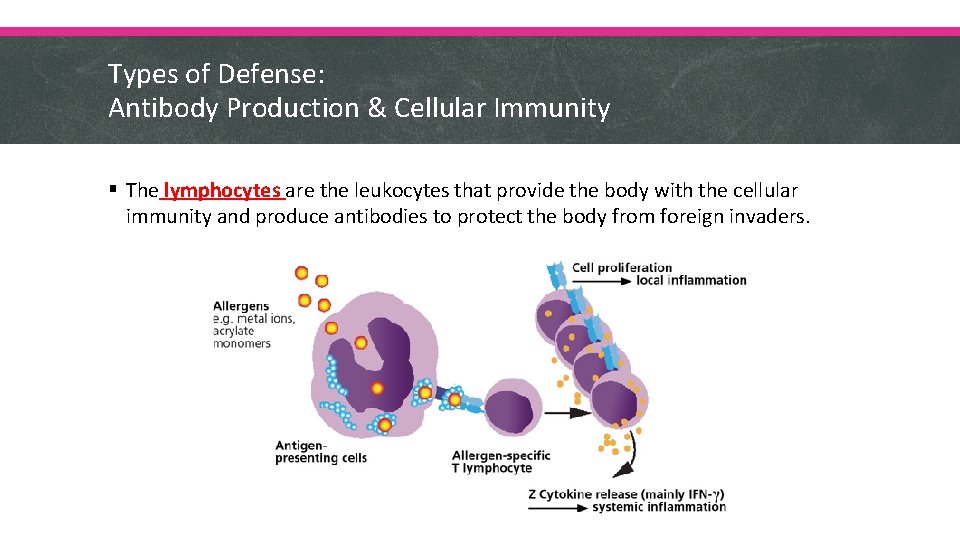 Types of Defense: Antibody Production & Cellular Immunity § The lymphocytes are the leukocytes