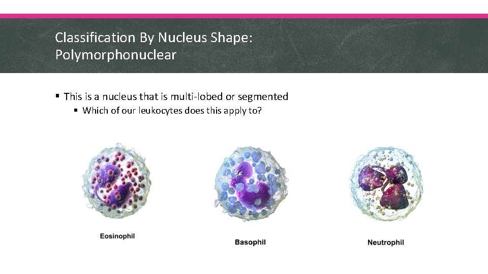 Classification By Nucleus Shape: Polymorphonuclear § This is a nucleus that is multi-lobed or