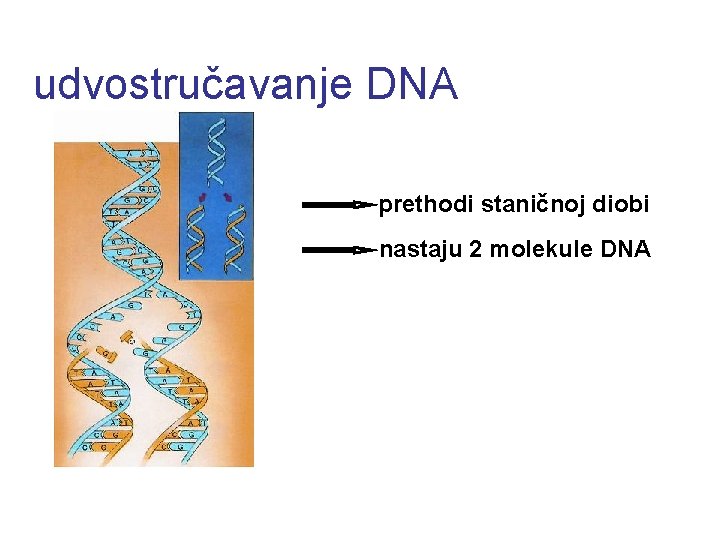udvostručavanje DNA prethodi staničnoj diobi nastaju 2 molekule DNA 