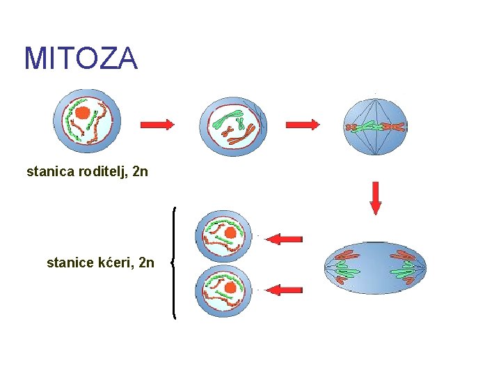 MITOZA stanica roditelj, 2 n stanice kćeri, 2 n 