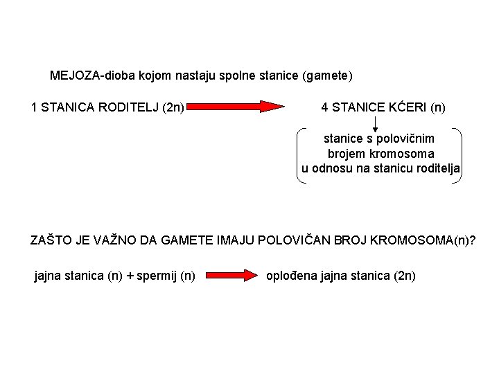 MEJOZA-dioba kojom nastaju spolne stanice (gamete) 1 STANICA RODITELJ (2 n) 4 STANICE KĆERI