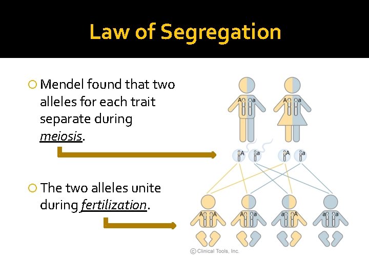 Law of Segregation Mendel found that two alleles for each trait separate during meiosis.