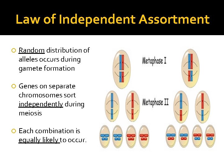 Law of Independent Assortment Random distribution of alleles occurs during gamete formation Genes on