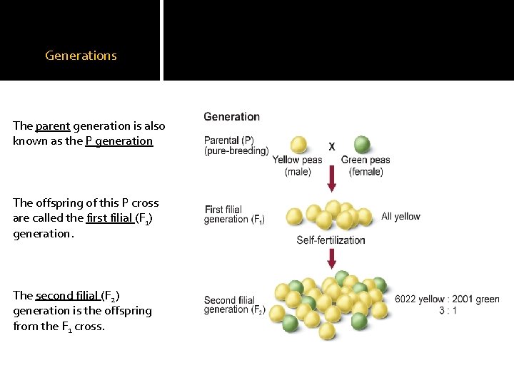 Generations The parent generation is also known as the P generation The offspring of