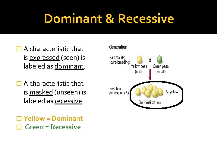 Dominant & Recessive � A characteristic that is expressed (seen) is labeled as dominant.