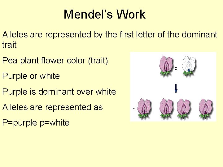 Mendel’s Work Alleles are represented by the first letter of the dominant trait Pea