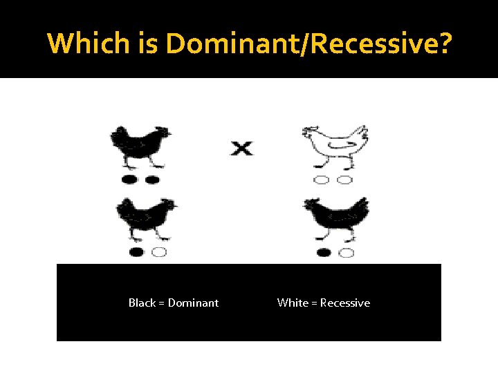 Which is Dominant/Recessive? Black = Dominant White = Recessive 