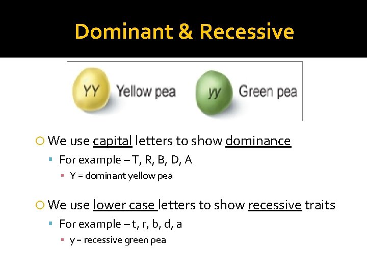 Dominant & Recessive We use capital letters to show dominance For example – T,