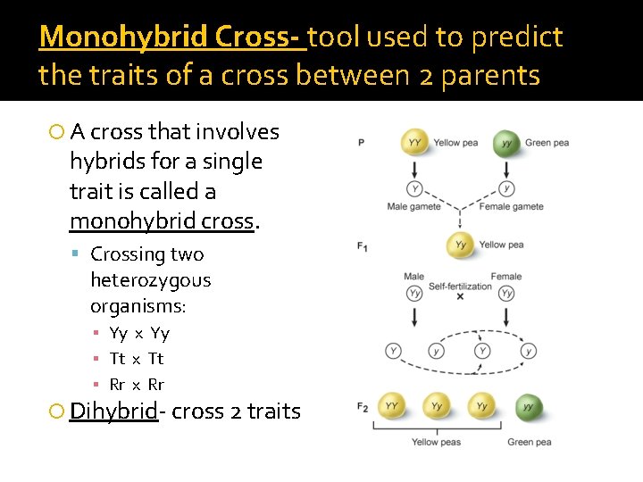 Monohybrid Cross- tool used to predict the traits of a cross between 2 parents