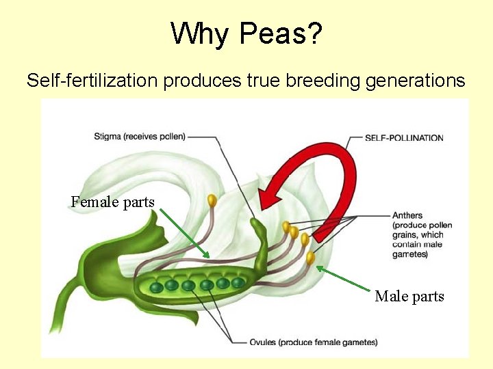 Why Peas? Self-fertilization produces true breeding generations Female parts Male parts 