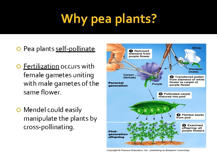 Why pea plants? Pea plants self-pollinate Fertilization occurs with female gametes uniting with male