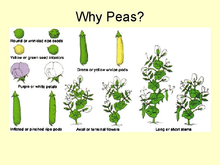 Why Peas? 