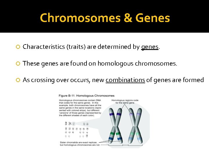 Chromosomes & Genes Characteristics (traits) are determined by genes. These genes are found on