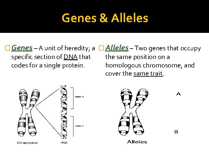 Genes & Alleles � Genes – A unit of heredity; a � Alleles –