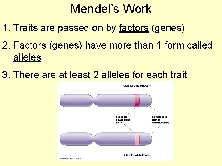 Mendel’s Work 1. Traits are passed on by factors (genes) 2. Factors (genes) have