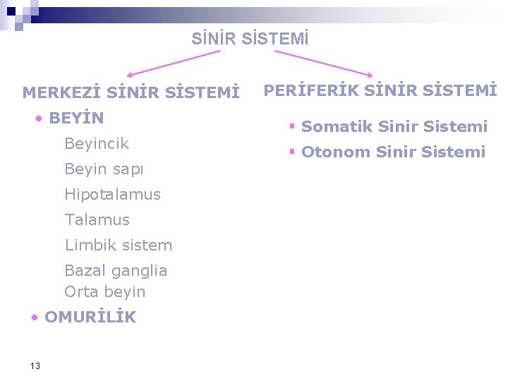 SİNİR SİSTEMİ MERKEZİ SİNİR SİSTEMİ • BEYİN Beyincik Beyin sapı Hipotalamus Talamus Limbik sistem