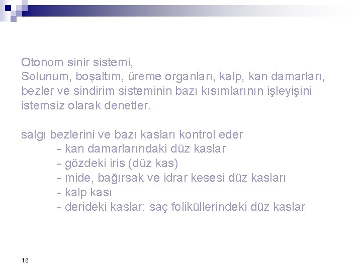 Otonom sinir sistemi, Solunum, boşaltım, üreme organları, kalp, kan damarları, bezler ve sindirim sisteminin