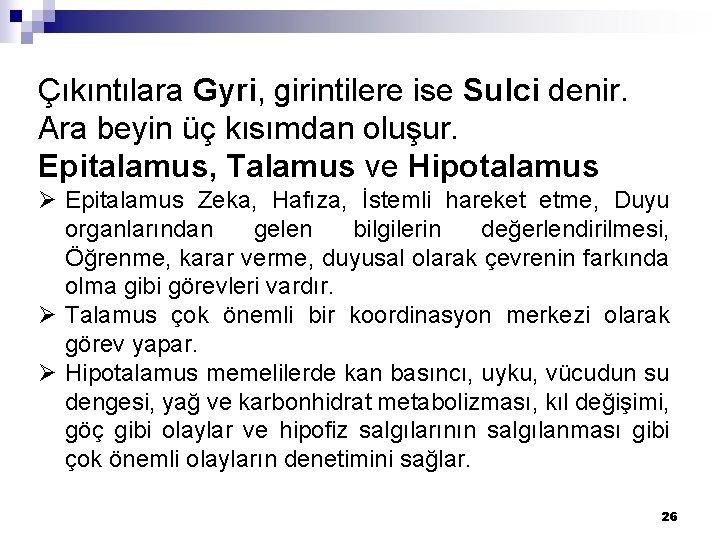 Çıkıntılara Gyri, girintilere ise Sulci denir. Ara beyin üç kısımdan oluşur. Epitalamus, Talamus ve