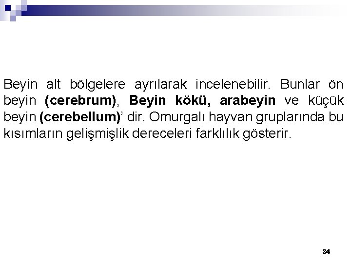 Beyin alt bölgelere ayrılarak incelenebilir. Bunlar ön beyin (cerebrum), Beyin kökü, arabeyin ve küçük