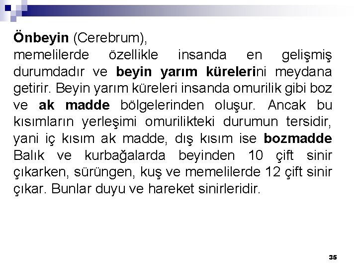 Önbeyin (Cerebrum), memelilerde özellikle insanda en gelişmiş durumdadır ve beyin yarım kürelerini meydana getirir.