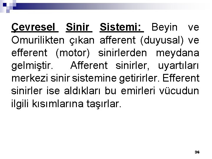 Çevresel Sinir Sistemi: Beyin ve Omurilikten çıkan afferent (duyusal) ve efferent (motor) sinirlerden meydana