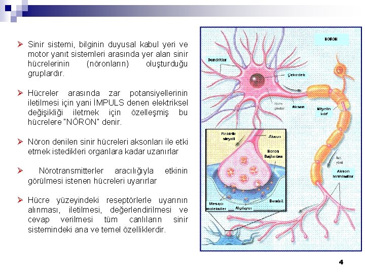 Ø Sinir sistemi, bilginin duyusal kabul yeri ve motor yanıt sistemleri arasında yer alan