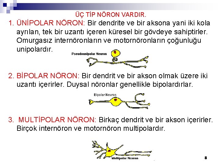 ÜÇ TİP NÖRON VARDIR. 1. ÜNİPOLAR NÖRON: Bir dendrite ve bir aksona yani iki