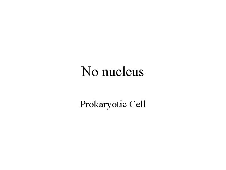 No nucleus Prokaryotic Cell 