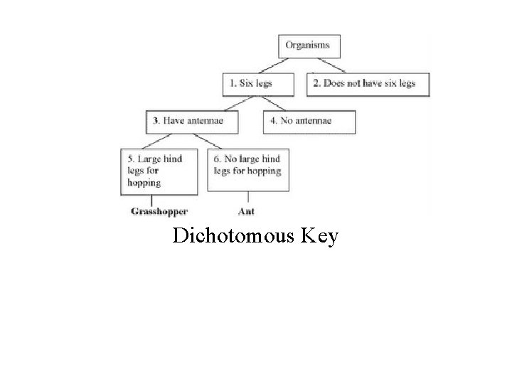Dichotomous Key 