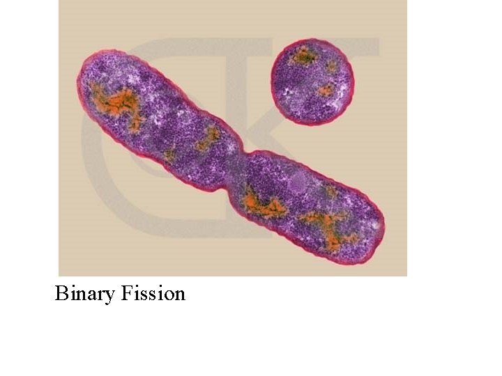 Binary Fission 
