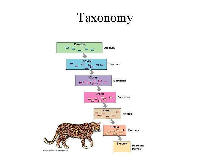 Taxonomy 