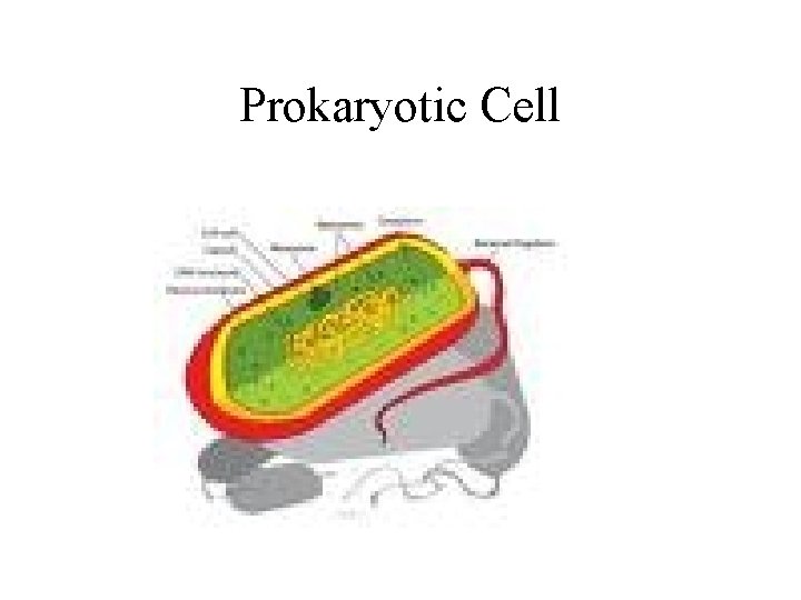 Prokaryotic Cell 