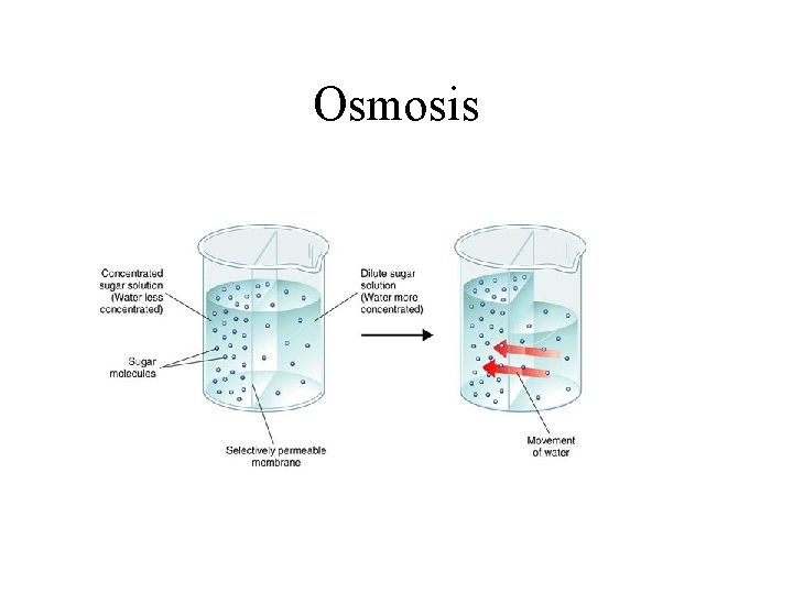Osmosis 