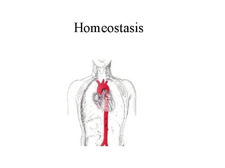 Homeostasis 