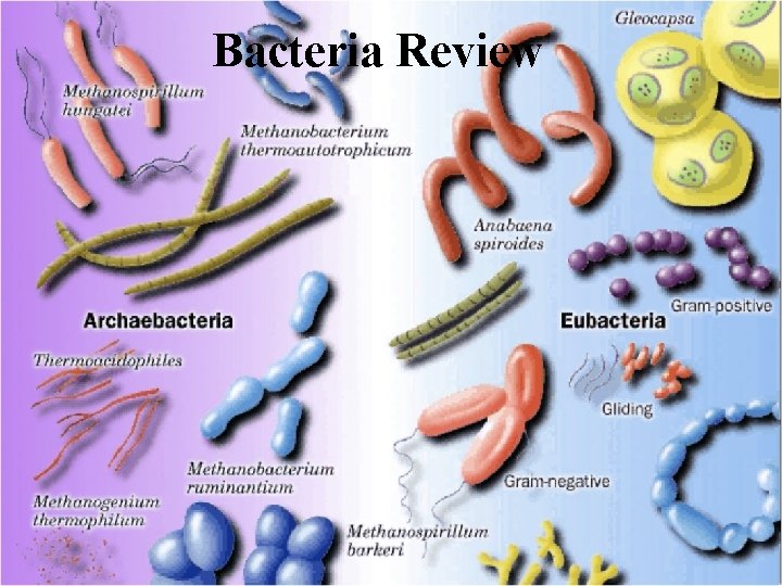 Bacteria Review 