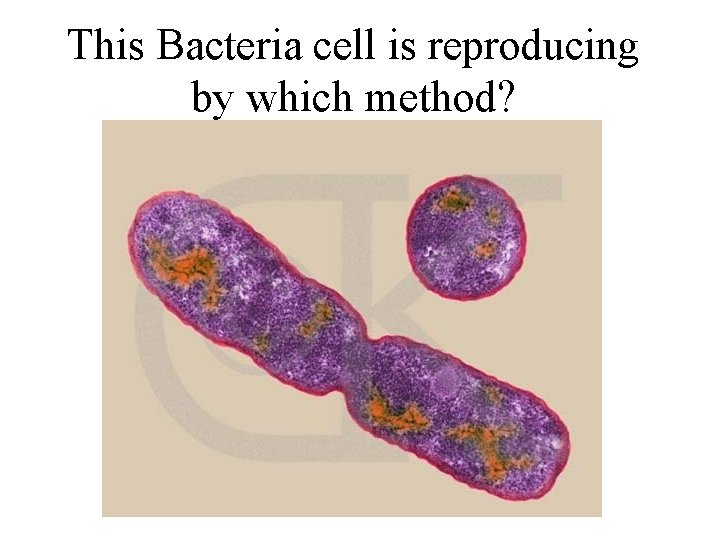 This Bacteria cell is reproducing by which method? 