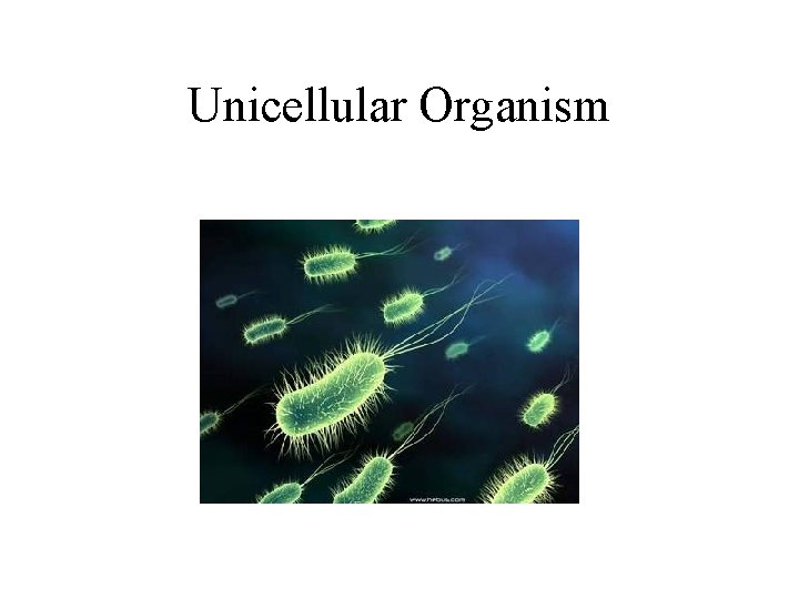 Unicellular Organism 