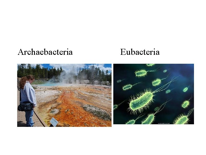 Archaebacteria Eubacteria 
