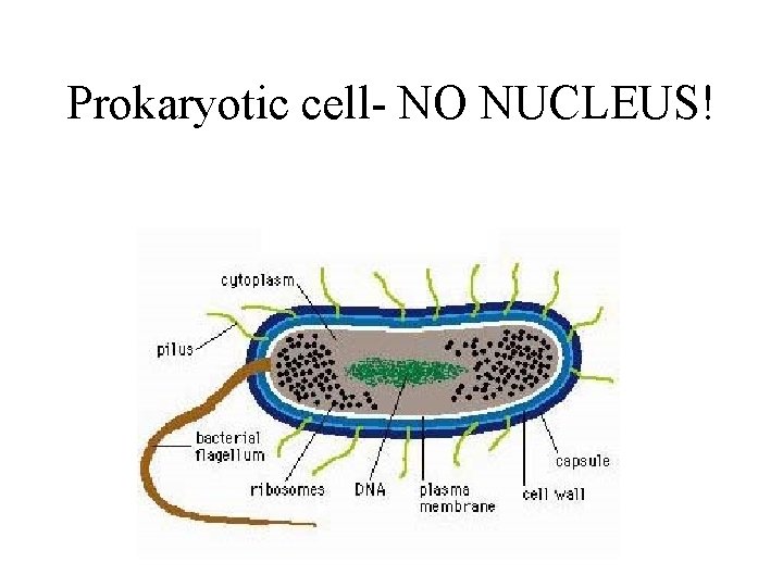 Prokaryotic cell- NO NUCLEUS! 