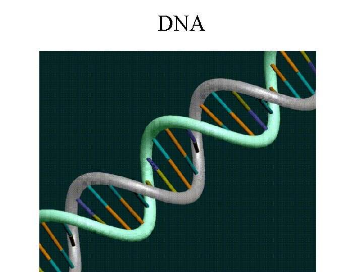 DNA 