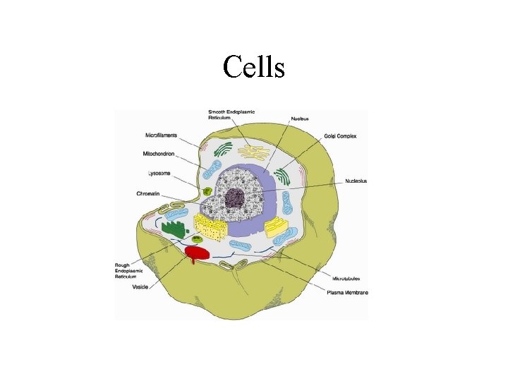 Cells 