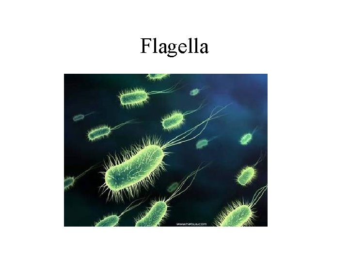Flagella 