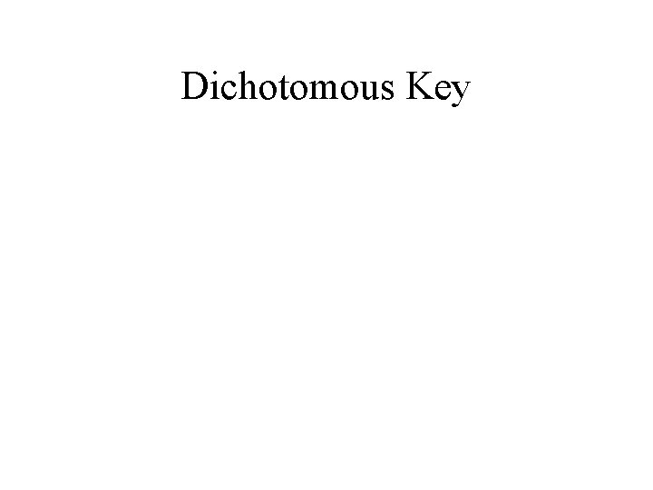 Dichotomous Key 